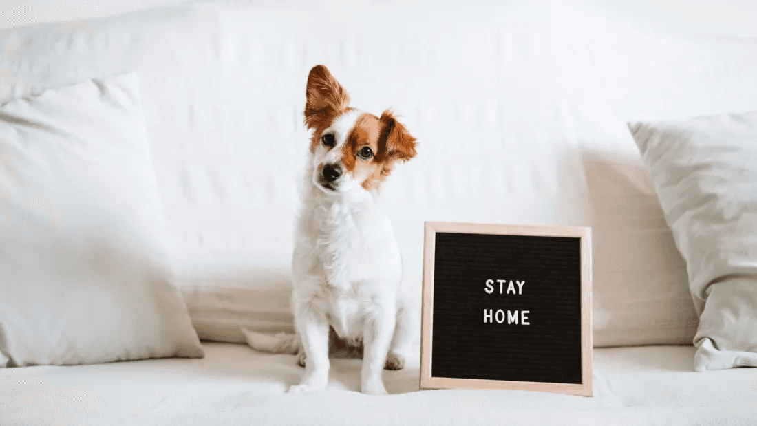 A dog sits on a white sofa next to a sign that reads “Stay at home”.